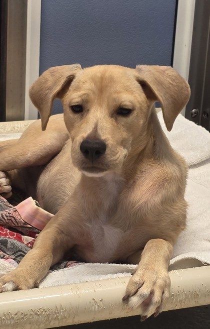 Potato, an adoptable Terrier, Mixed Breed in Honolulu, HI, 96826 | Photo Image 2