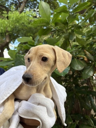 Potato, an adoptable Terrier, Mixed Breed in Honolulu, HI, 96826 | Photo Image 2
