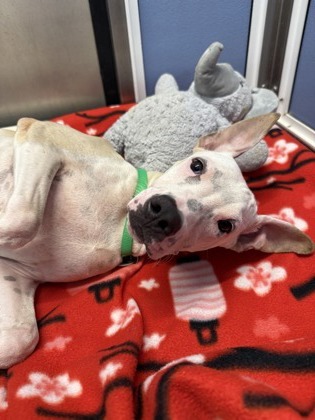 Garlic, an adoptable Terrier, Mixed Breed in Honolulu, HI, 96826 | Photo Image 1
