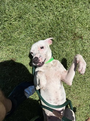Garlic, an adoptable Terrier, Mixed Breed in Honolulu, HI, 96826 | Photo Image 2