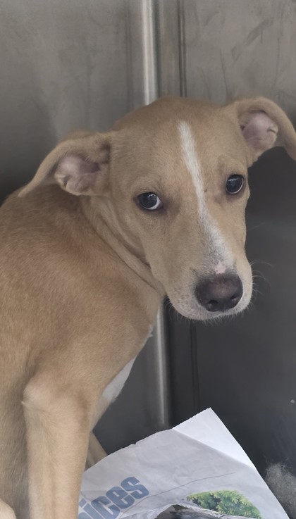 Rosemary, an adoptable Terrier, Mixed Breed in Honolulu, HI, 96826 | Photo Image 2