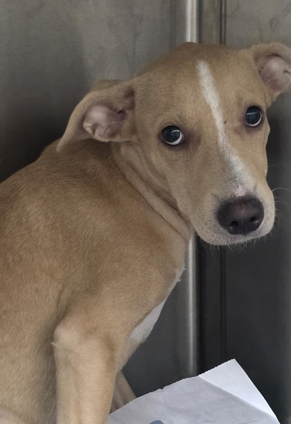 Rosemary, an adoptable Terrier, Mixed Breed in Honolulu, HI, 96826 | Photo Image 3