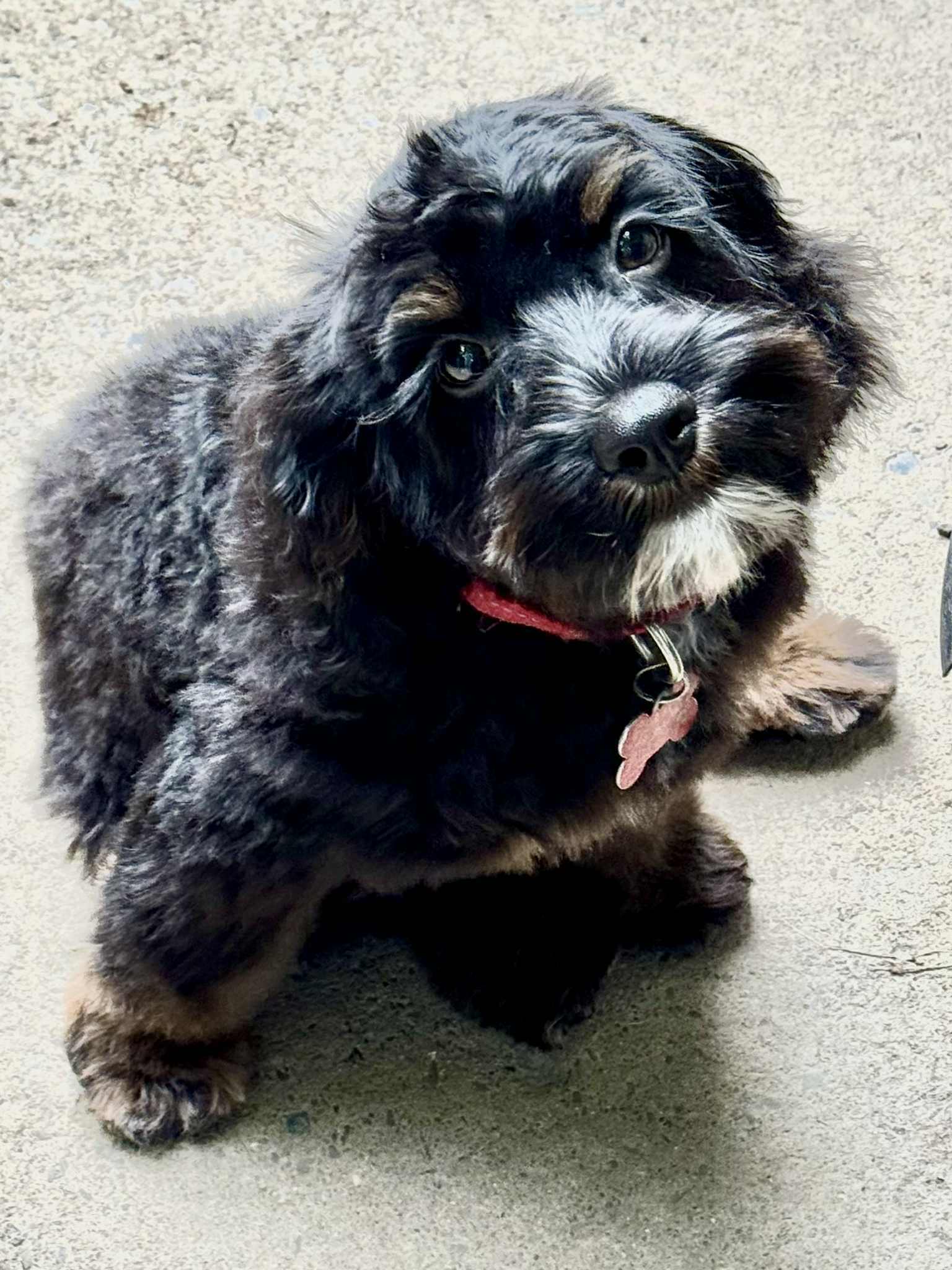 Oliver, an adoptable Cockapoo in Buffalo, NY, 14220 | Photo Image 1