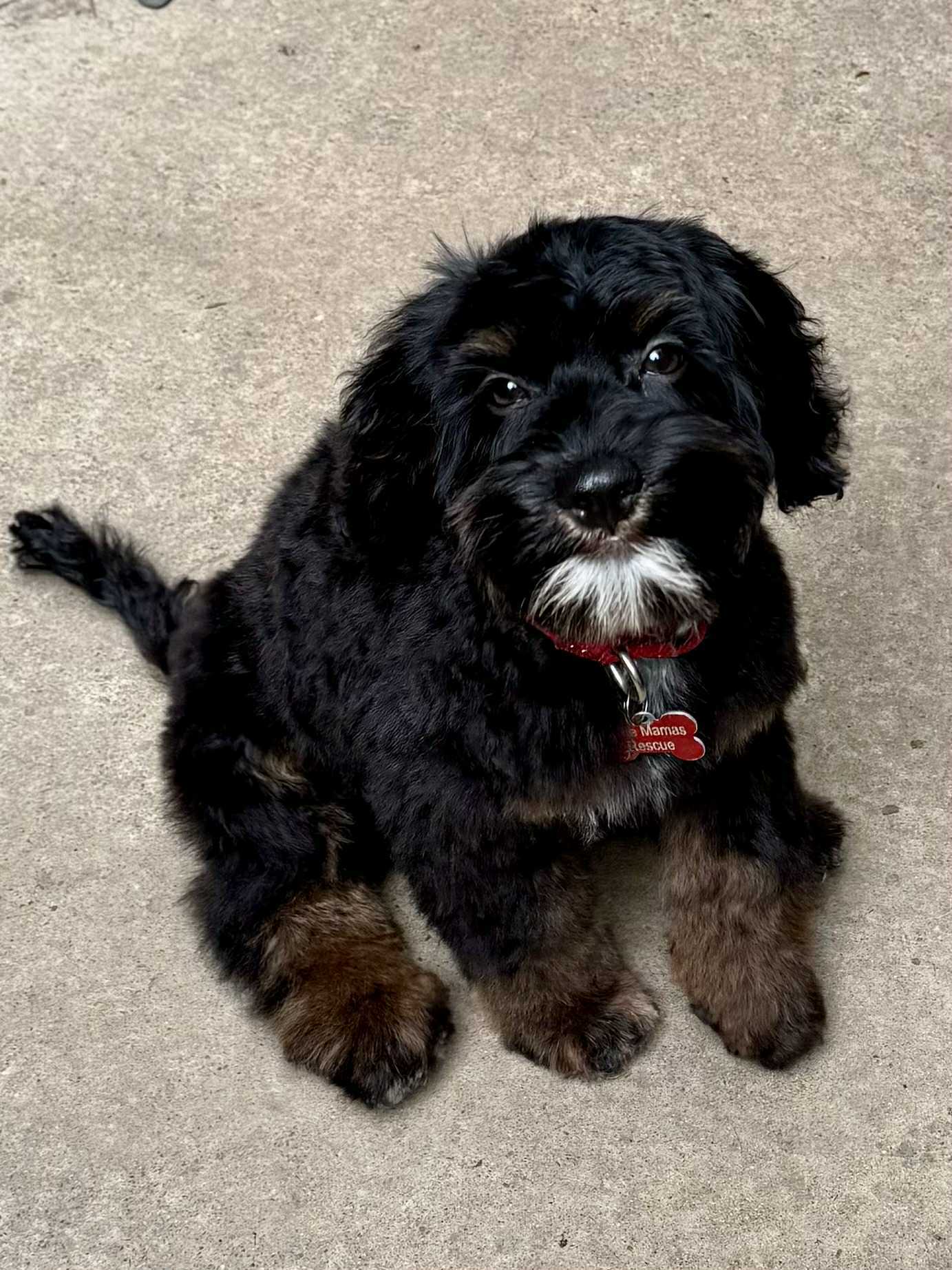 Oliver, an adoptable Cockapoo in Buffalo, NY, 14220 | Photo Image 3
