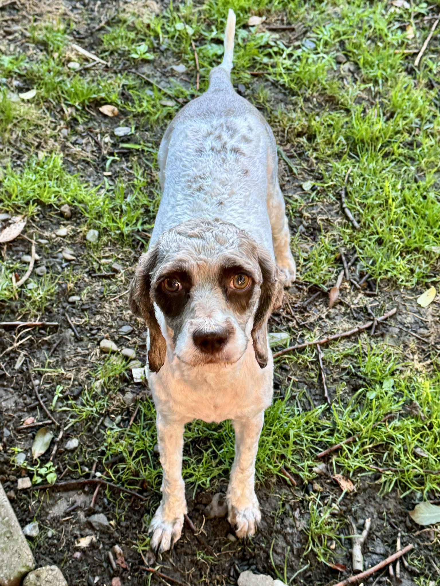 Hope, an adoptable Cockapoo in Buffalo, NY, 14220 | Photo Image 2