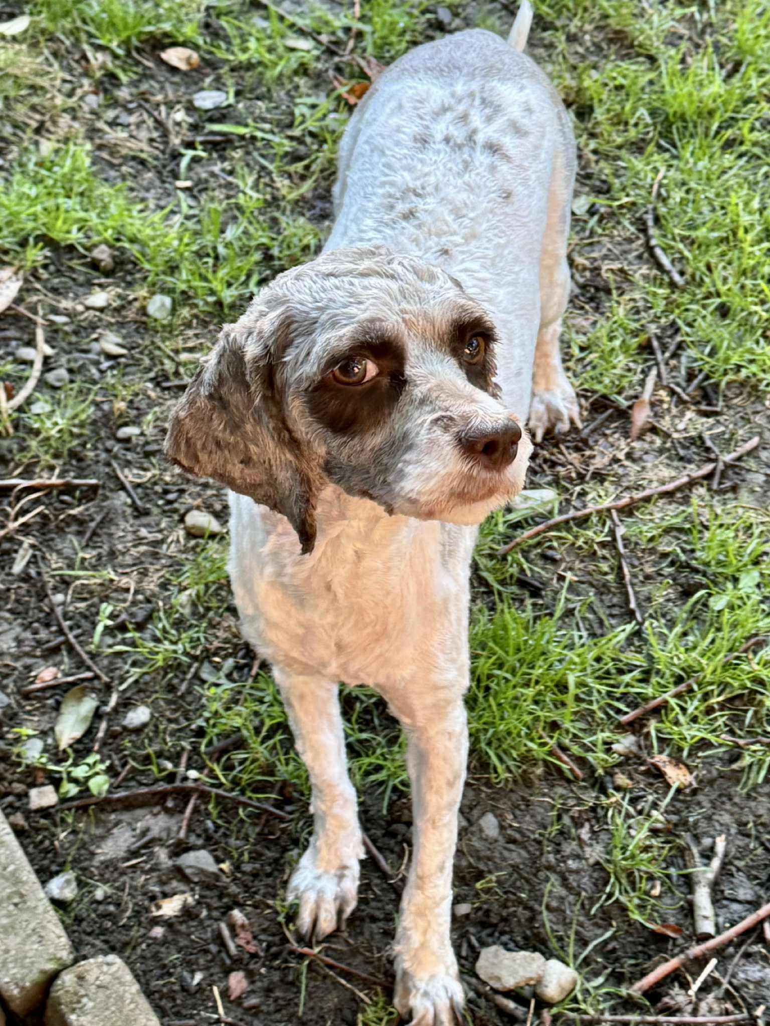 Hope, an adoptable Cockapoo in Buffalo, NY, 14220 | Photo Image 3