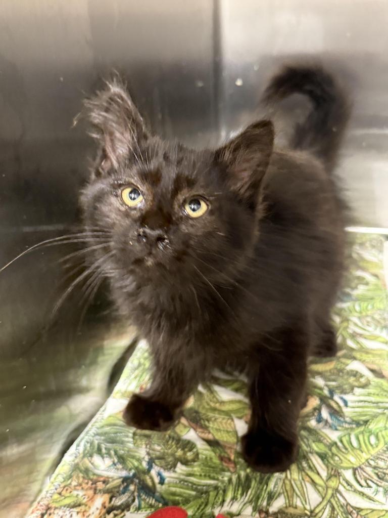 Coal, an adoptable Domestic Medium Hair in Ontario, OR, 97914 | Photo Image 1