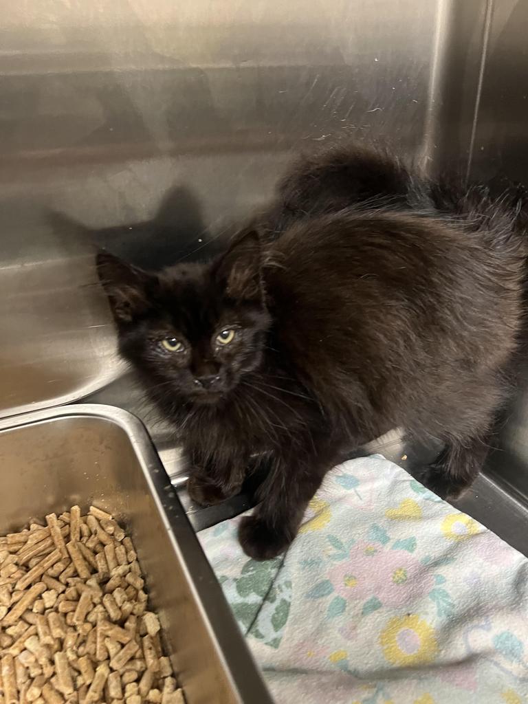 Coal, an adoptable Domestic Medium Hair in Ontario, OR, 97914 | Photo Image 2