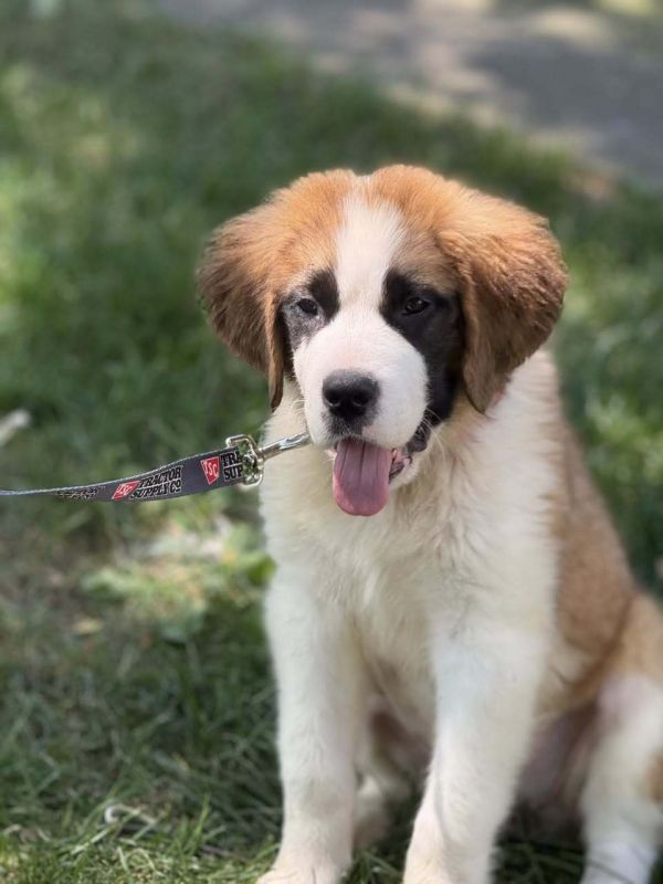 St. Bernard Babes - Eliza