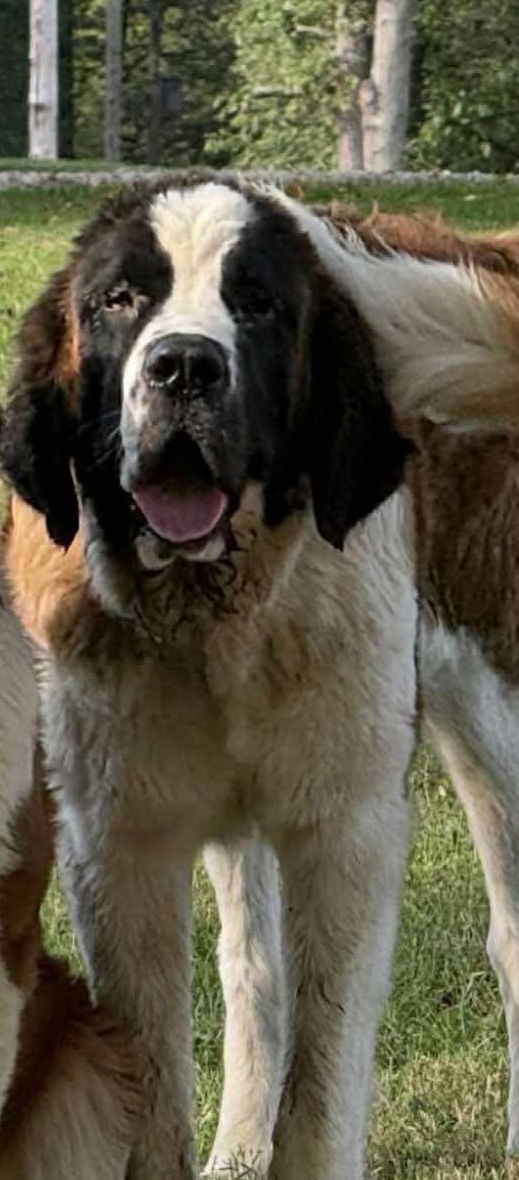 St. Bernard Babes&#39; Dad -Hercules