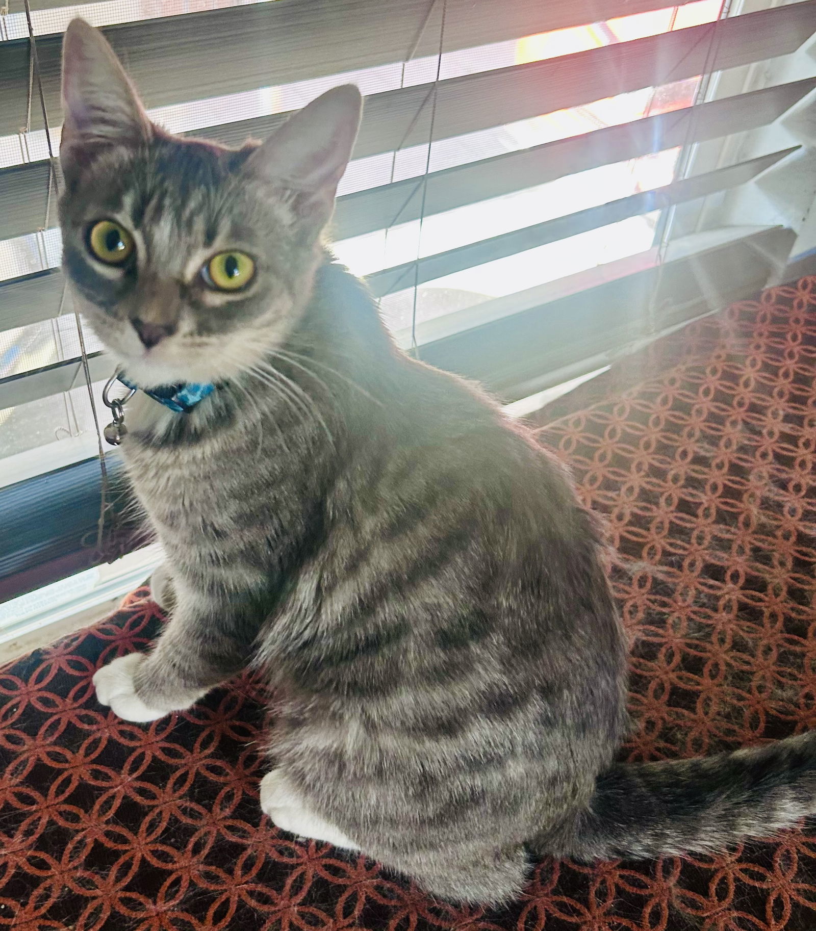Miss Boots