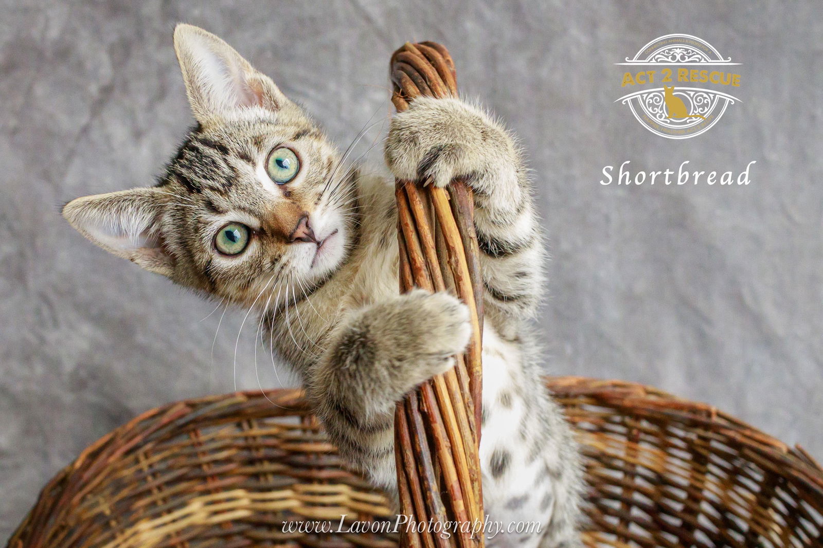 Shortbread