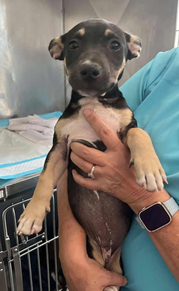 Derek - Friendly Pup!!