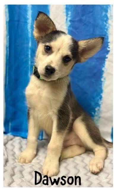 Dawson- furball of fun