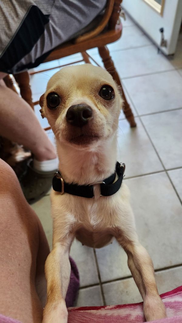 Tinkerbell