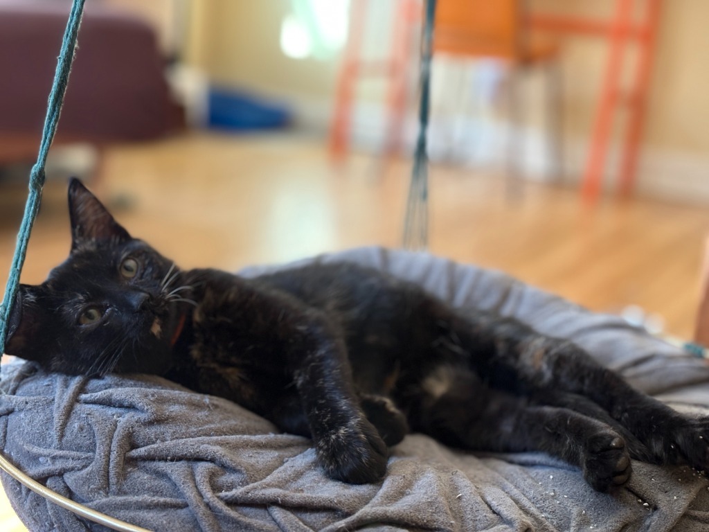 Baby Bella / Bok Choy