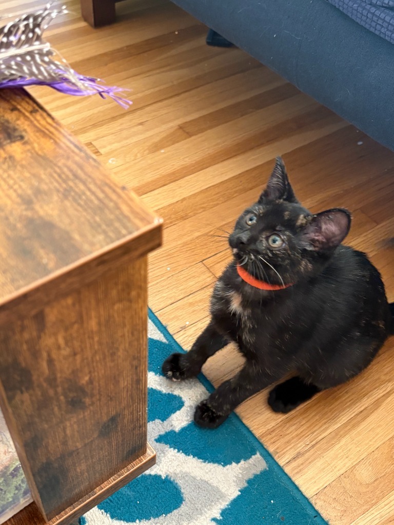 Baby Bella / Bok Choy