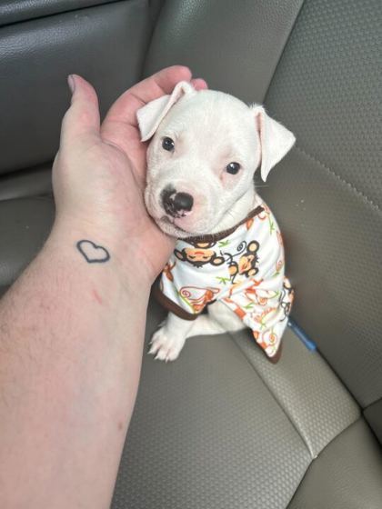 Porkchop