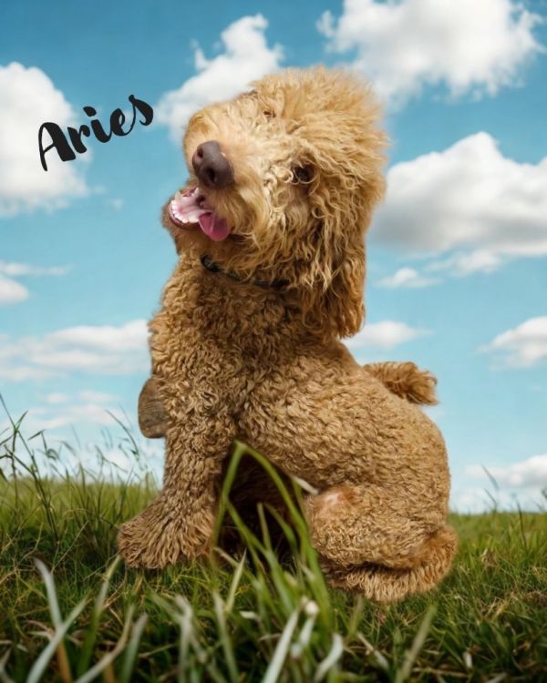 Aries