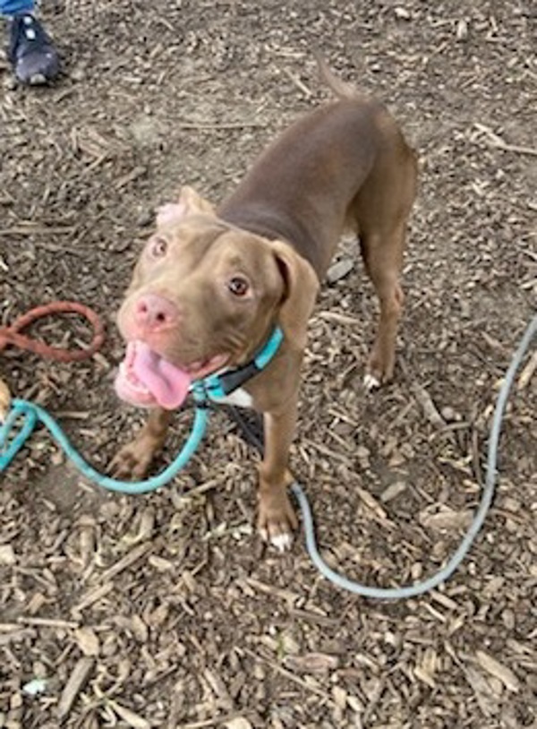 Mya