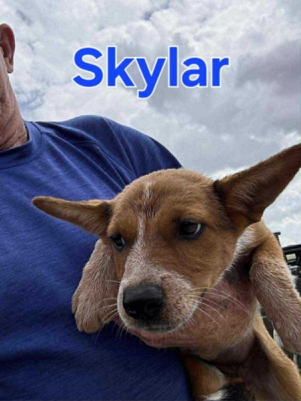Skyler