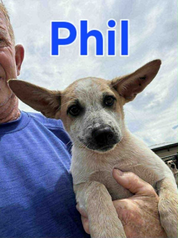 Phil