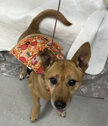 Honey, an adoptable Beagle, Terrier in McCook, NE, 69001 | Photo Image 1