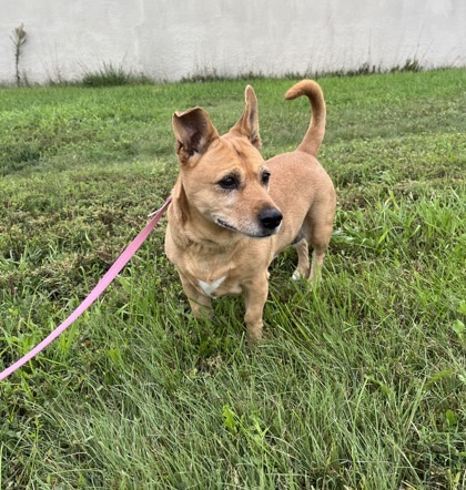 Honey, an adoptable Beagle, Terrier in McCook, NE, 69001 | Photo Image 2