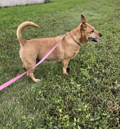 Honey, an adoptable Beagle, Terrier in McCook, NE, 69001 | Photo Image 3