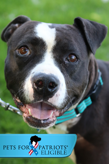 Martini, an adoptable Mixed Breed in Walla Walla, WA, 99362 | Photo Image 1