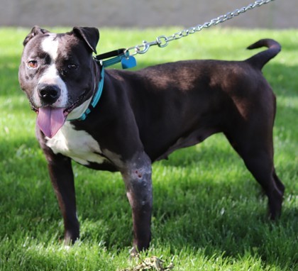 Martini, an adoptable Mixed Breed in Walla Walla, WA, 99362 | Photo Image 2