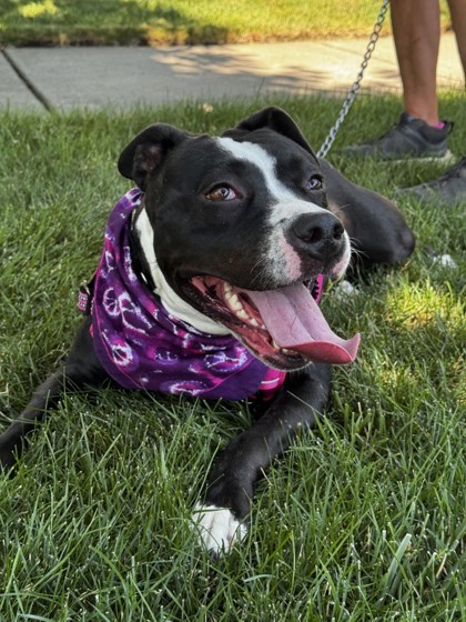 Martini, an adoptable Mixed Breed in Walla Walla, WA, 99362 | Photo Image 3