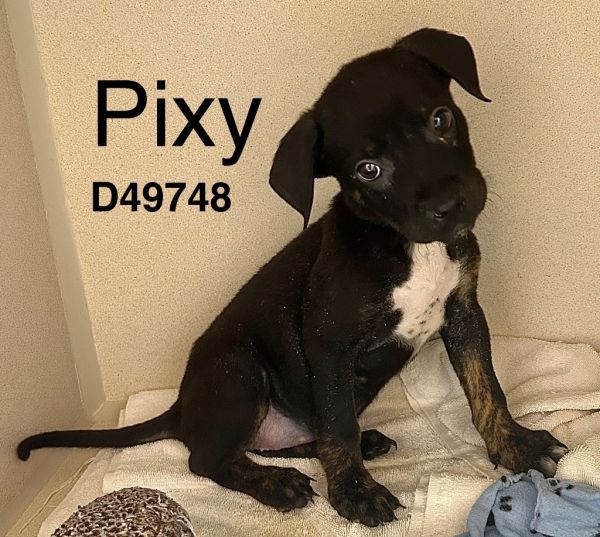 Pixy