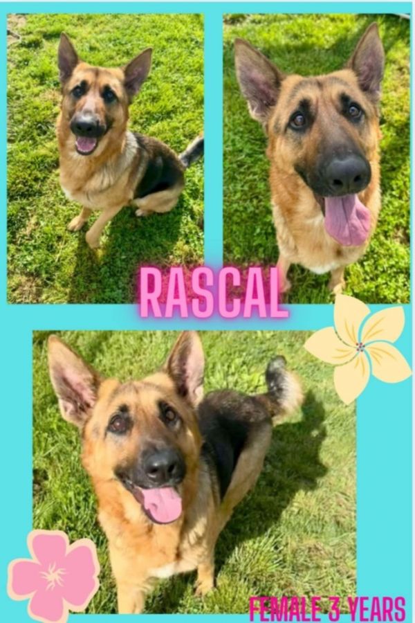 Rascalle