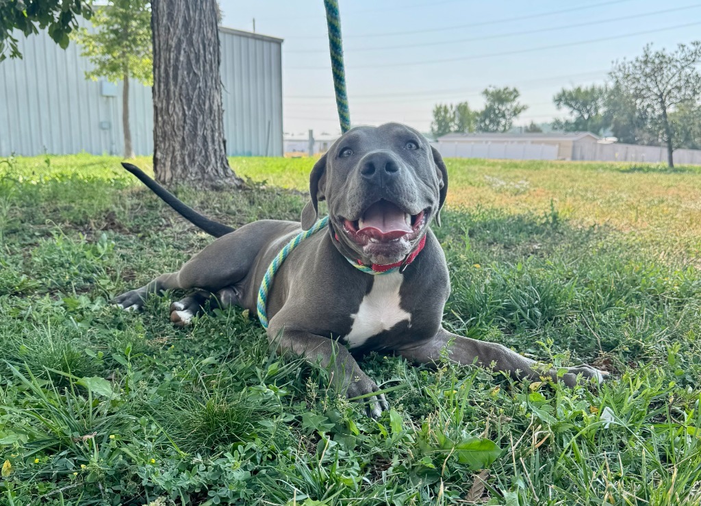 Tank, an adoptable Pit Bull Terrier in Gillette, WY, 82716 | Photo Image 1