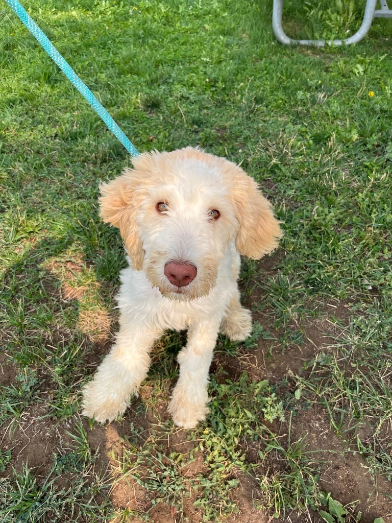 Smores, an adoptable Poodle, Mixed Breed in Gillette, WY, 82716 | Photo Image 1