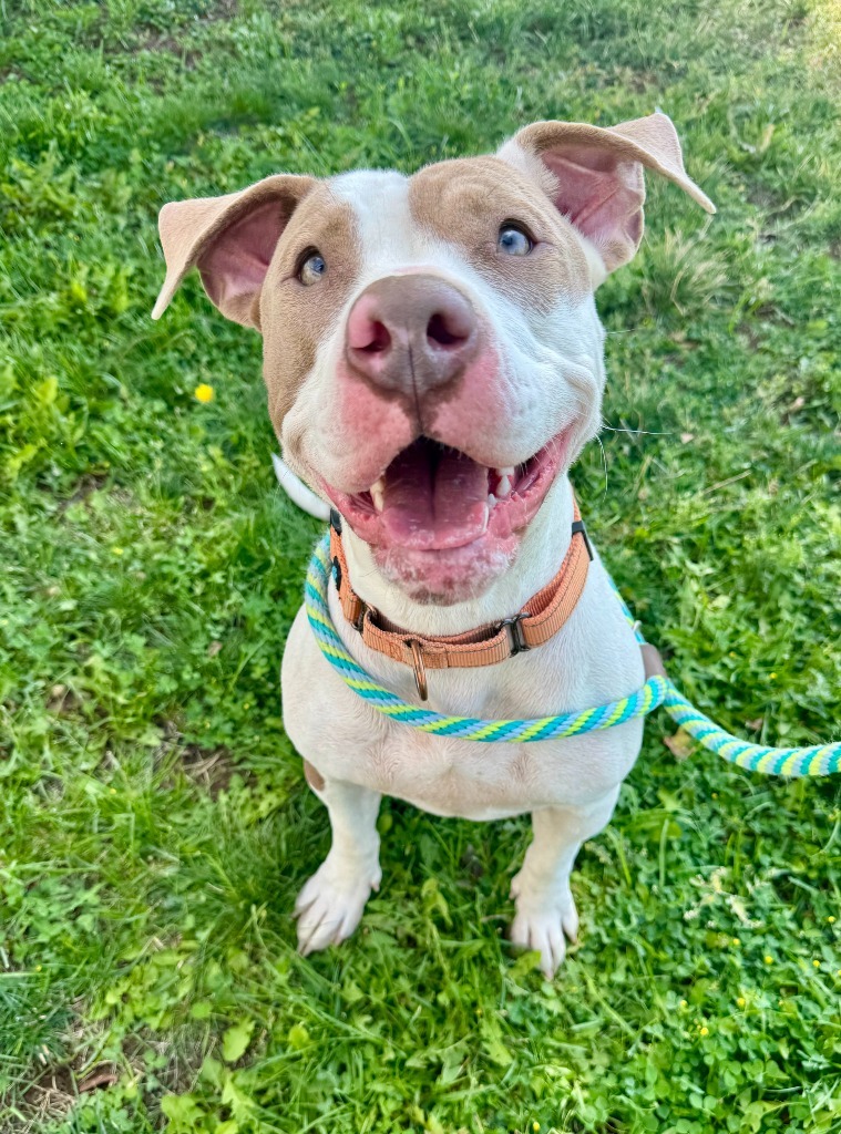 Nova, an adoptable Pit Bull Terrier in Gillette, WY, 82716 | Photo Image 1