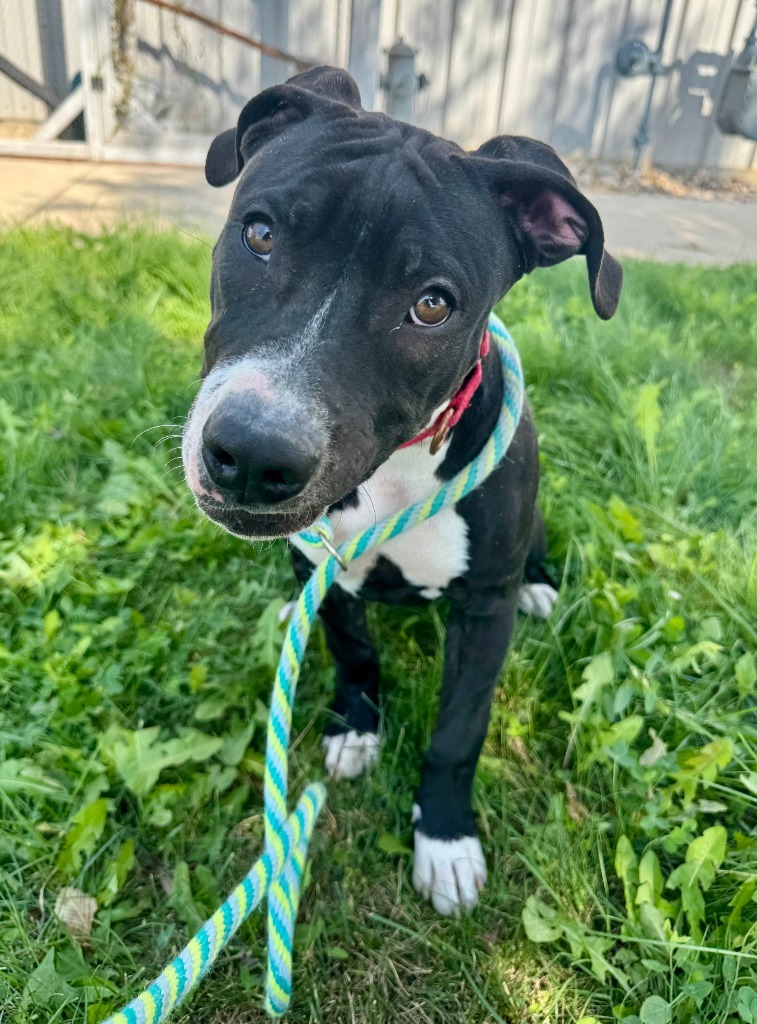 Voodoo, an adoptable Pit Bull Terrier in Gillette, WY, 82716 | Photo Image 1