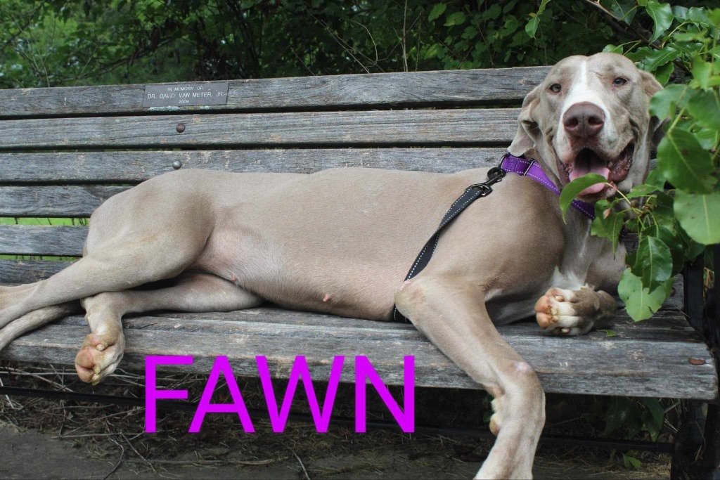 Fawn