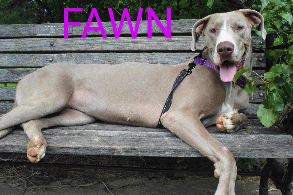 Fawn