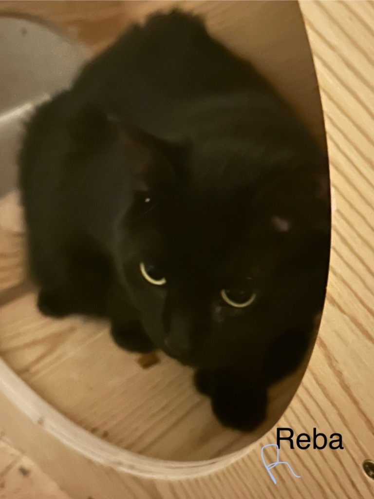 Reba, an adoptable Domestic Short Hair in Cloquet, MN, 55720 | Photo Image 1