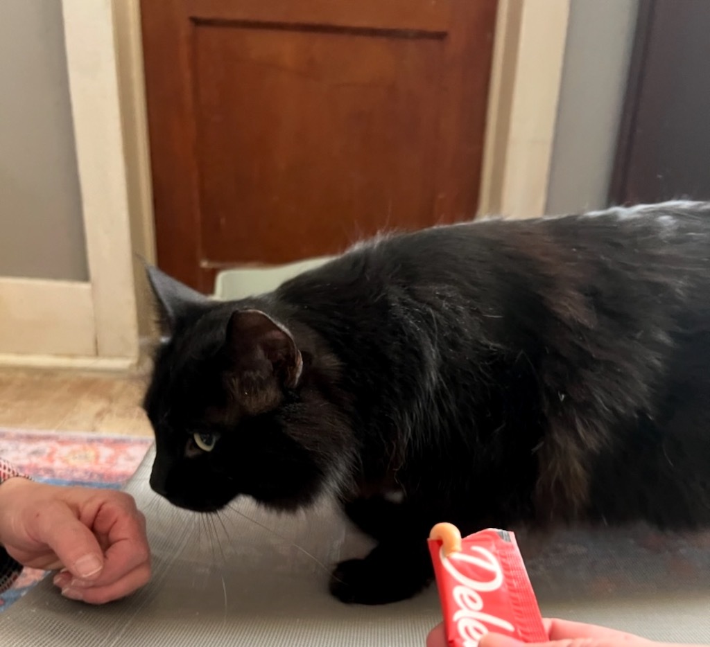 Reba, an adoptable Domestic Short Hair in Cloquet, MN, 55720 | Photo Image 2