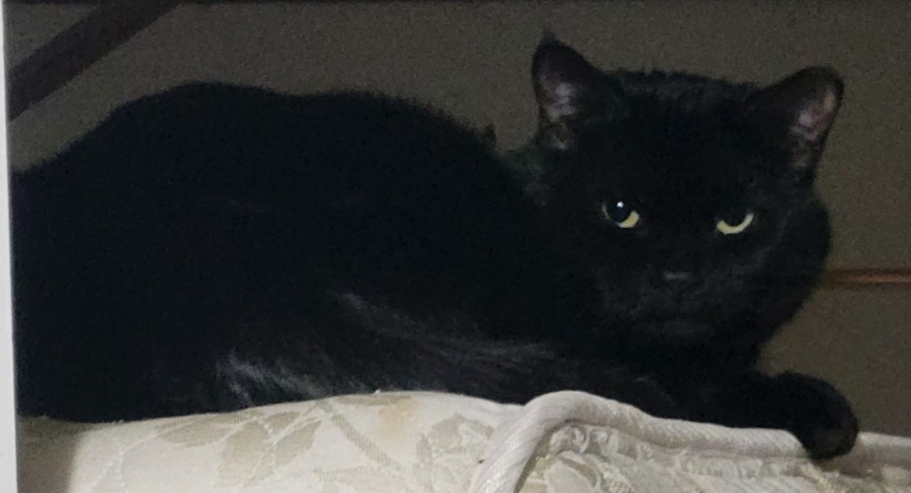 Reba, an adoptable Domestic Short Hair in Cloquet, MN, 55720 | Photo Image 3