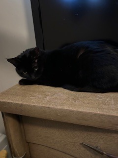 Reba, an adoptable Domestic Short Hair in Cloquet, MN, 55720 | Photo Image 4