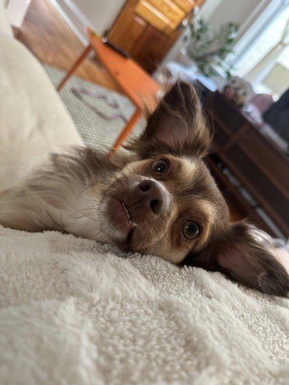 Bruno