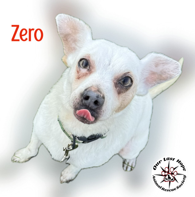 Zero, an adoptable Terrier in Princeton, BC, V0X 1W0 | Photo Image 1