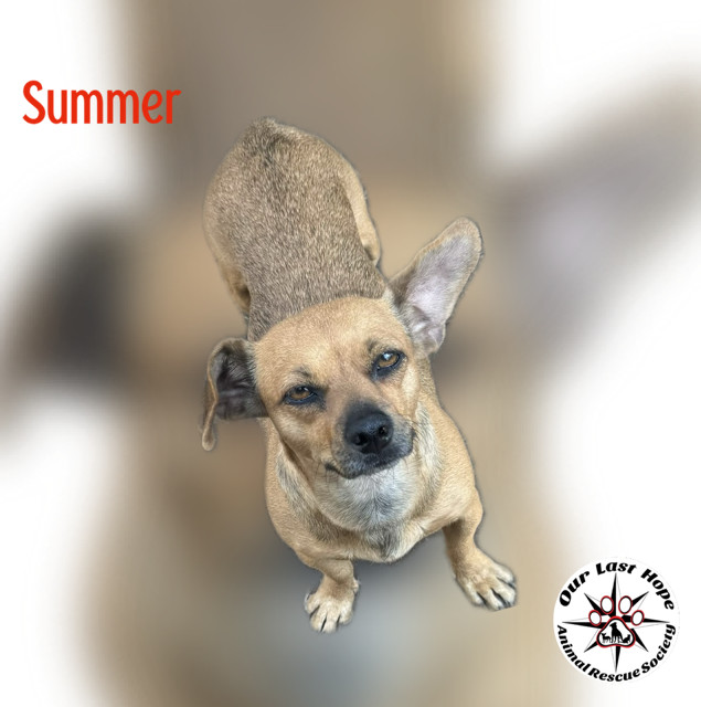 Summer aka Little Bit, an adoptable Chihuahua, Dachshund in Princeton, BC, V0X 1W0 | Photo Image 1