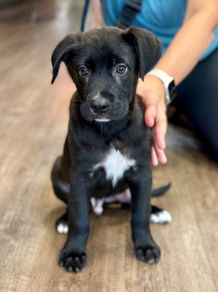 Milo Moose