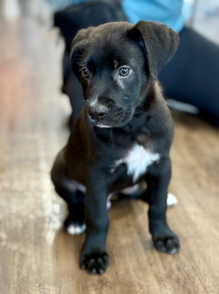 Milo Moose