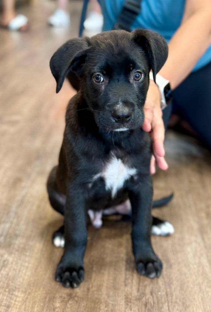 Milo Moose